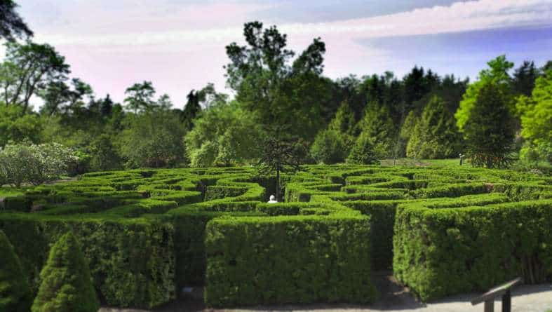 The maze at vanDusen gardens in vancouver