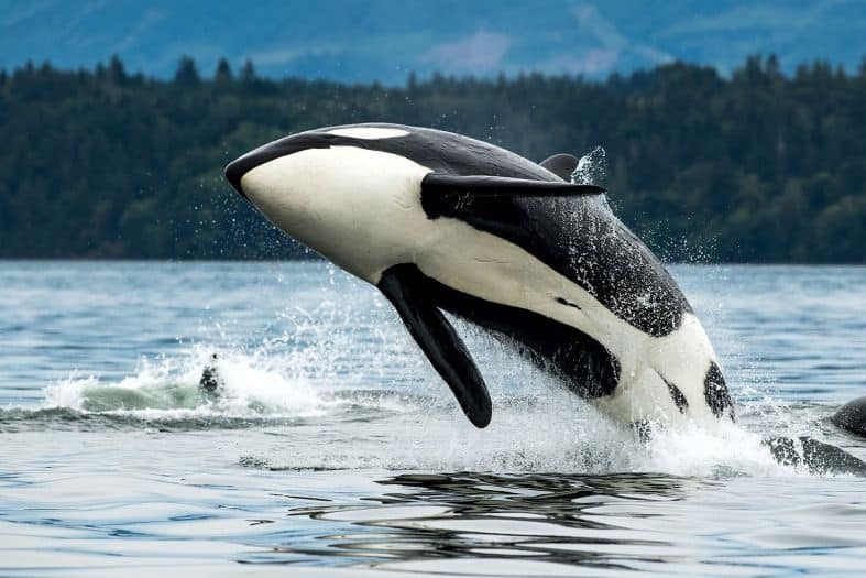 A killer whale near Vancouver