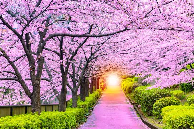 The Cherry Blossoms in bloom in Tokyo