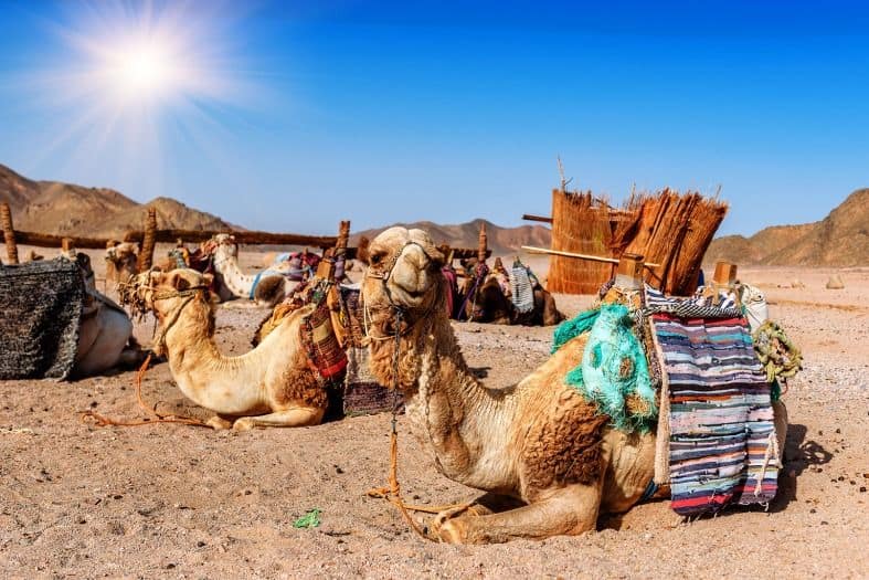 camels in the desert near Abu Dhabi