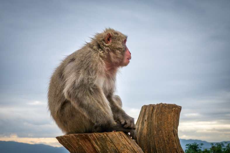 a money sitting on a tree stump at Iwatayama Monkey Park