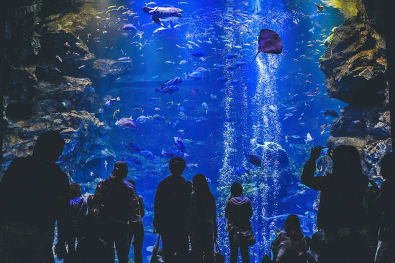 ac rowd of locals and tourists alike at the Kyoto Aquarium