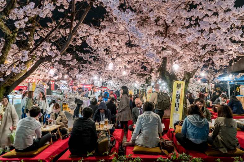 kyoto cherry blossom season with peopel out and about