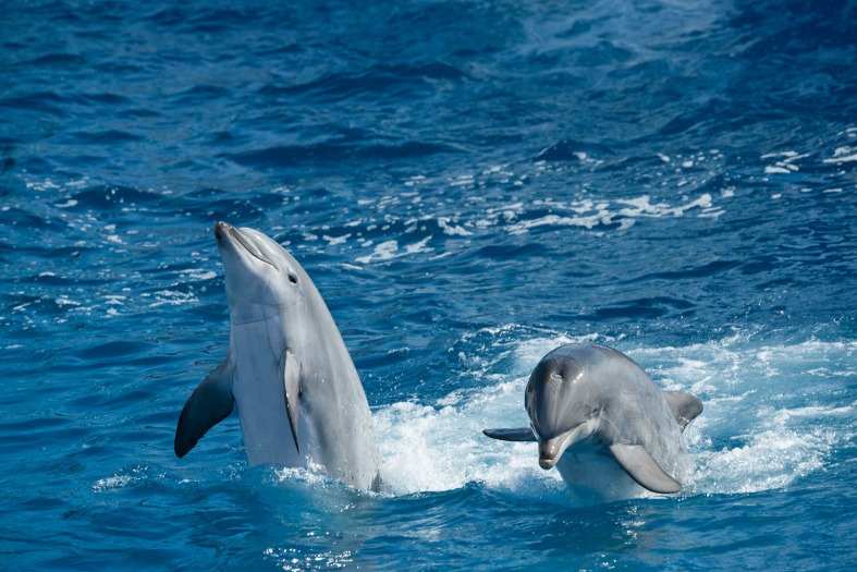 dolphins in the water at San Diego