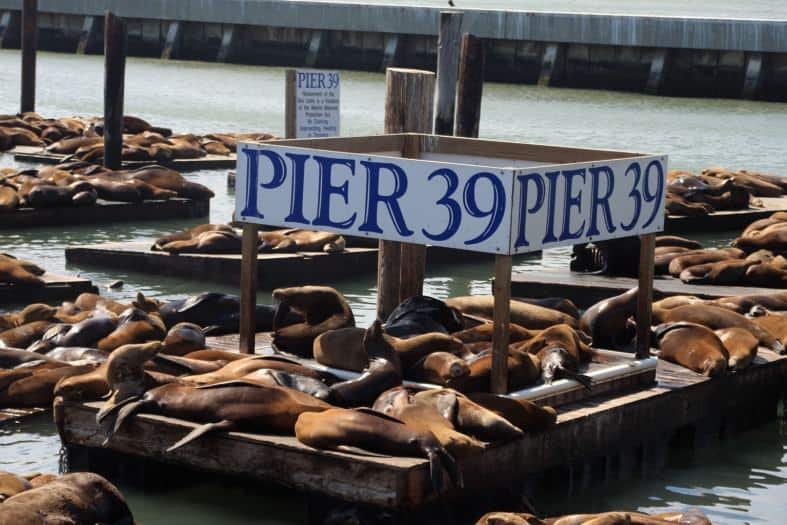 panoramic views of the bay and the famous sea lions basking in the sun at the iconic Pier 39 in San Francisco