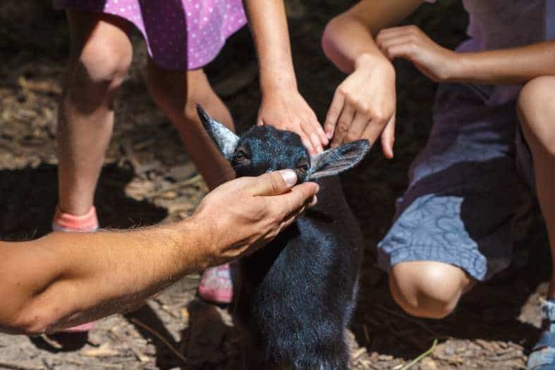 petting small animals in toronto