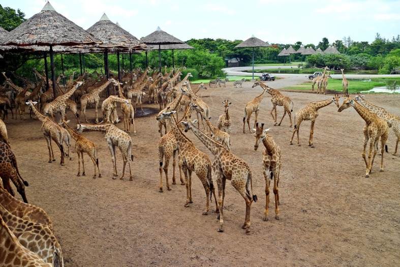 Giraffes at Bangkok Safari World in Thailand