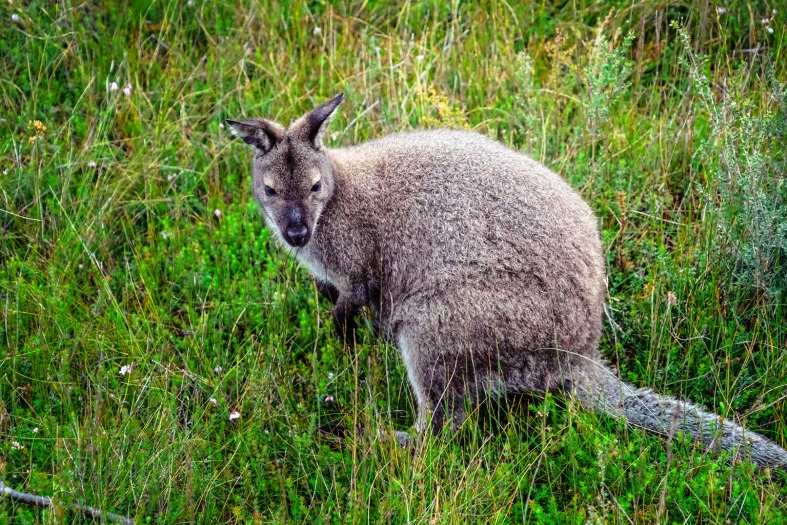 An Australian wallaby on lambay island