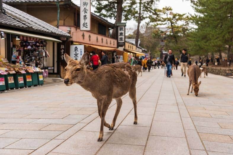 the deers in Nara.