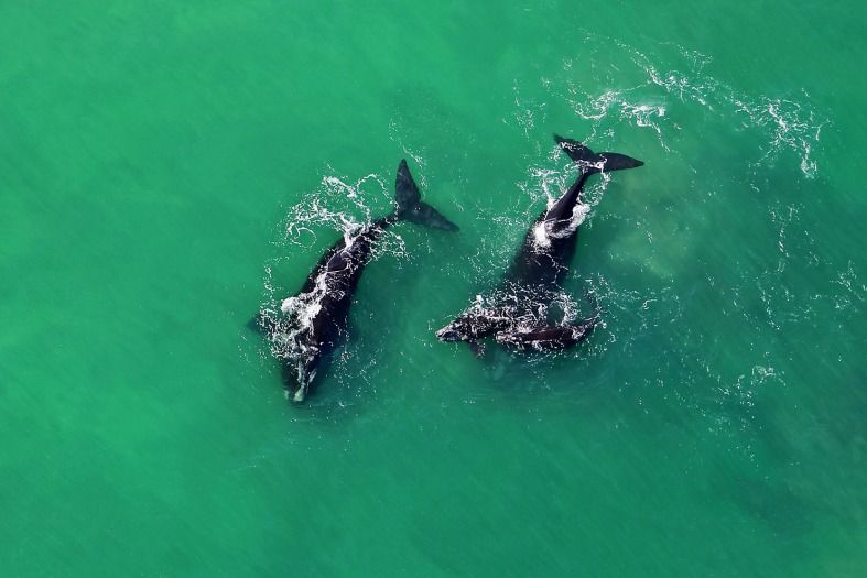 Whales in the ocean off Cape Town