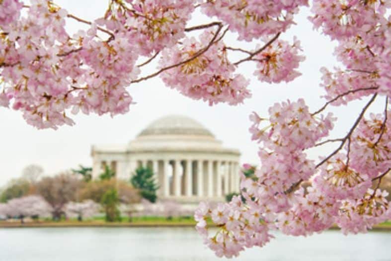 cherry blossoms in bloom in Washington dc