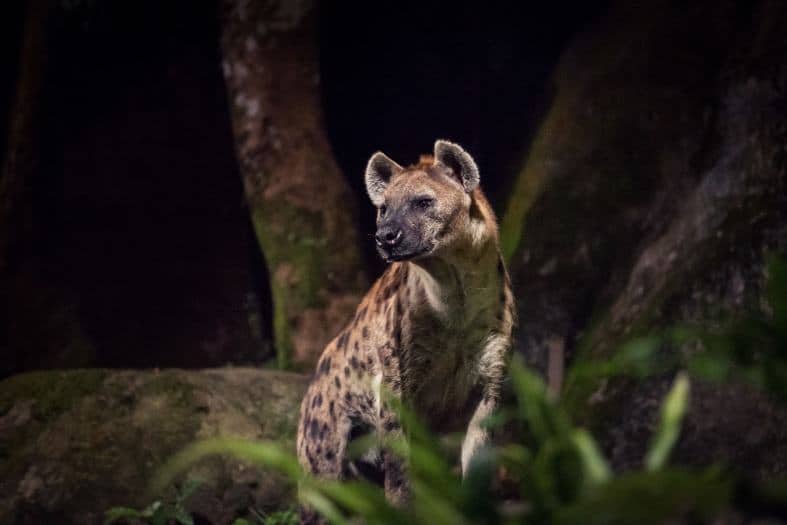 Nocturnal creatures creating a magical and immersive experience in Singapore Night Safari