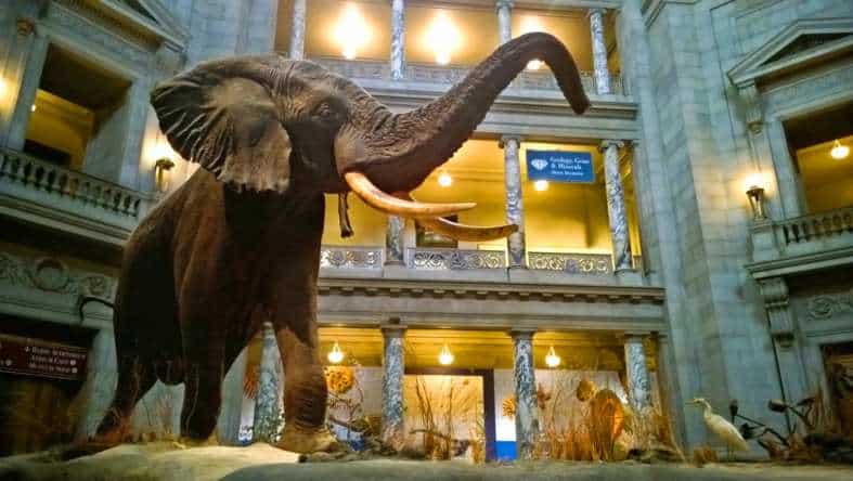 an elsphant at natural history musuem in washington d.c