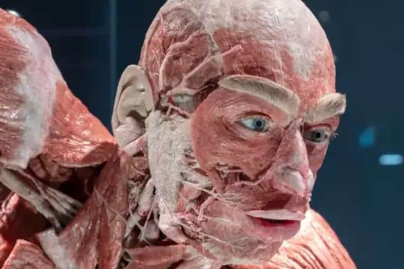 The human body on display at body worlds berlin