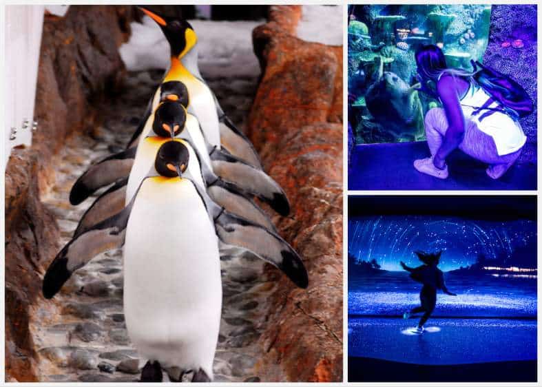 pictures of Sealife Sydney