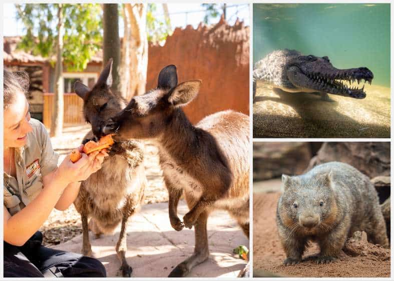 Animals at Wildlife Sydney, such as kangaroos and wombats. Things to do with kids in Sydney