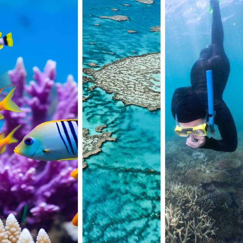 collage of the great barrier reef in queensland australia featuring fish, snorkelling and coral reef