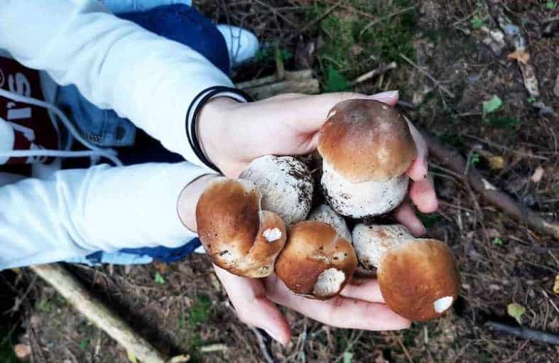 a teenager holding some mushrooms that where picked in a forest outside Helsinki