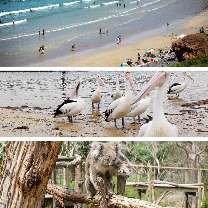 Phillip Island Collage featuring beaches and native Australian animals