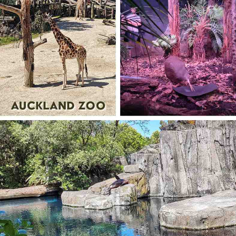 A collage of images from the Auckland Zoo