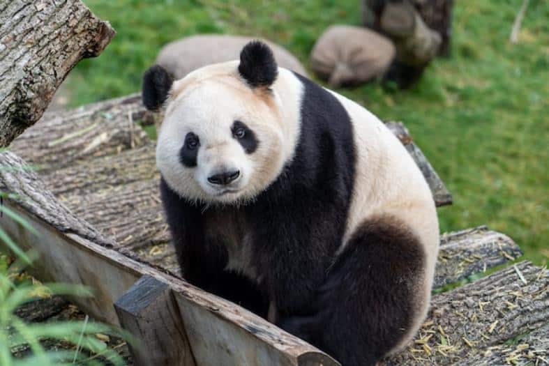 One of the Giant Pandas that live at Copenhagen Zoo