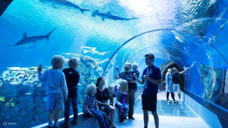 families standing in a glass tunnel at the National Aquarium of Denmark