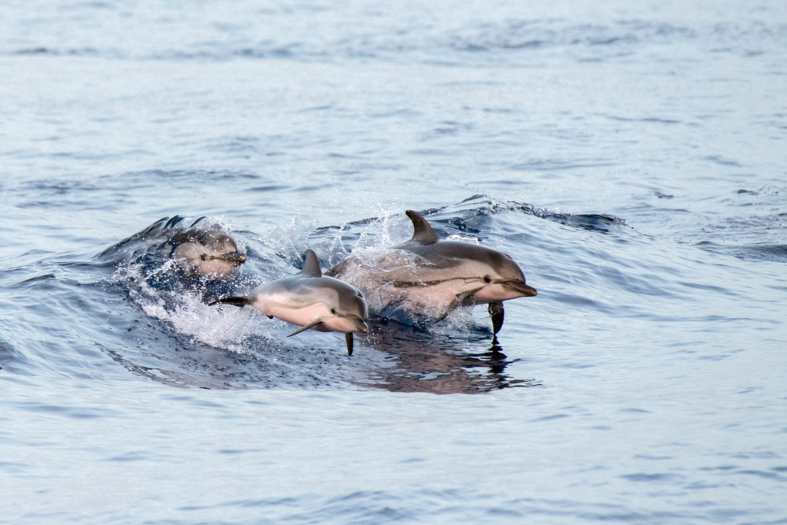 dolphins in the waves at the bay of plenty in New Zealand