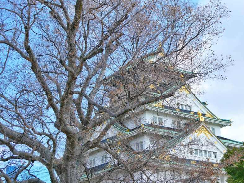 Osaka Castle with a cherry blossom tree in front