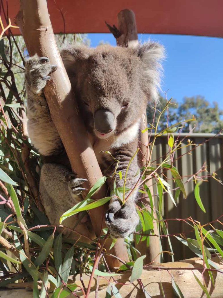 Koala in a tree at Melbourne zoo
